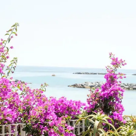 Rosa Centralissimo *