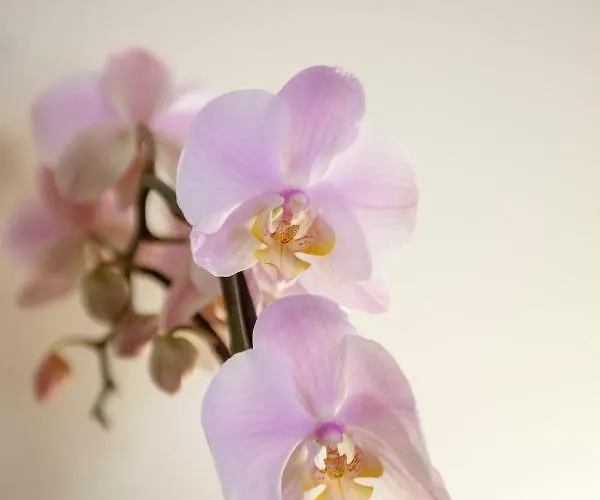 Rosa Centralissimo Apartment Sanremo